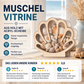 🐚 JETZT 50% RABATT! ✨ Muschel-Vitrine mit Acrylscheibe – Transparent & staubdicht – Perfekt für Sammlungen, Basteln oder Souvenirs – Elegante Tisch- oder Regaldekoration 🏖️🌟