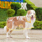 🐕🐱Transparenter Regenmantel für Hunde