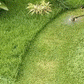 🔥🎁 2+1 GRATIS!! 👨‍🌾Ersatzkopf für Fadentrimmer - werkzeugloser Schnellwechsel 🛠️🌿
