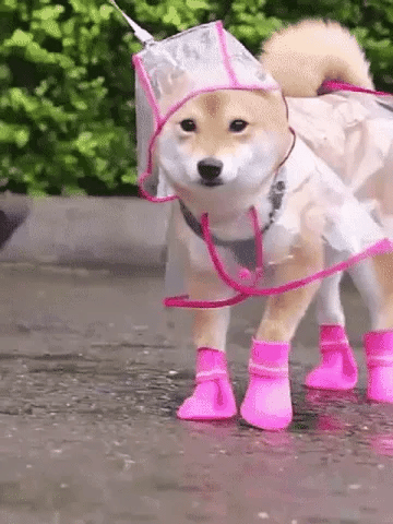 🐕🐱Transparenter Regenmantel für Hunde