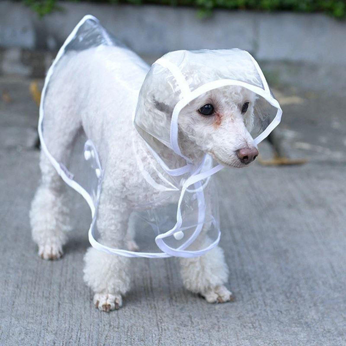 🐕🐱Transparenter Regenmantel für Hunde
