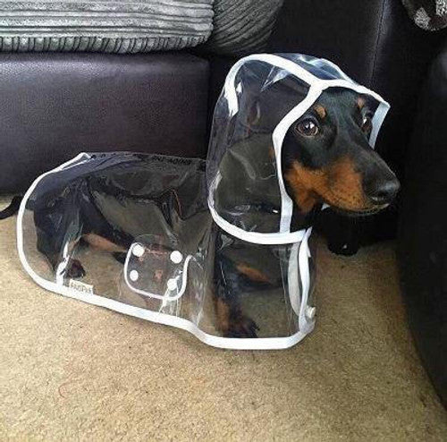 🐕🐱Transparenter Regenmantel für Hunde