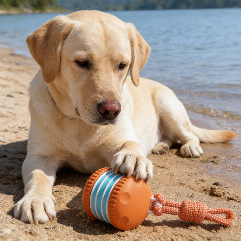 🐕 50% RABATT | ✨ Interaktives Rollspielzeug für Hunde – Spaß & Bewegung für Ihren Vierbeiner! 🎾 Die perfekte Lösung gegen Langeweile & überschüssige Energie!