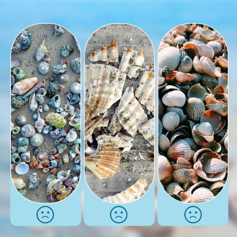 🐚 JETZT 50% RABATT! ✨ Muschel-Vitrine mit Acrylscheibe – Transparent & staubdicht – Perfekt für Sammlungen, Basteln oder Souvenirs – Elegante Tisch- oder Regaldekoration 🏖️🌟