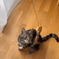 🔥50 % Rabatt! 🐦Interaktives Saugnapf‑Vogel Katzenspielzeug - Für eine glückliche und aktive Katze den ganzen Tag🐱