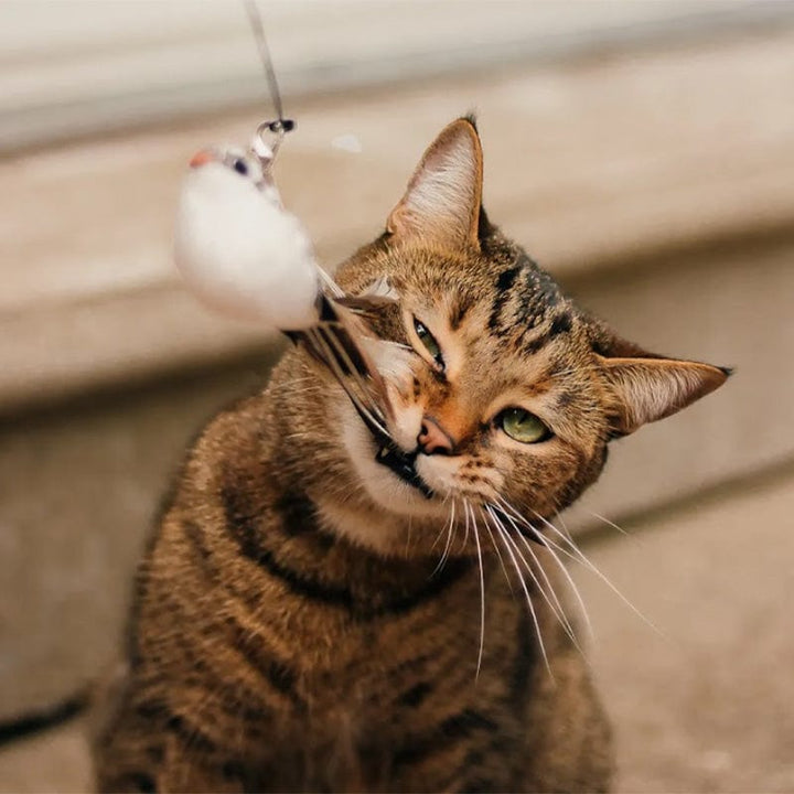 🔥50 % Rabatt! 🐦Interaktives Saugnapf‑Vogel Katzenspielzeug - Für eine glückliche und aktive Katze den ganzen Tag🐱
